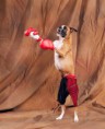 /album/boxer%21%21%21%21%21%21%21%21%21%28%cf%86%cf%89%cf%84%ce%bf%ce%b3%cf%81%ce%b1%cf%86%ce%af%ce%b5%cf%82-%ce%b1%cf%80%ce%bf-google%29/a1900039-635950929793554-140404715-n-jpg/