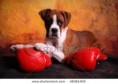 /album/boxer%21%21%21%21%21%21%21%21%21%28%cf%86%cf%89%cf%84%ce%bf%ce%b3%cf%81%ce%b1%cf%86%ce%af%ce%b5%cf%82-%ce%b1%cf%80%ce%bf-google%29/a1978833-635951009793546-223866056-n-jpg/